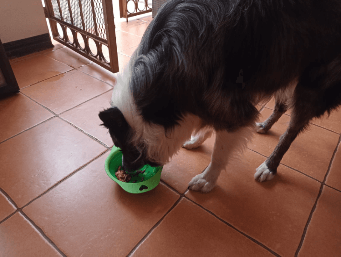 Perro de raza border collie comiendo feliz